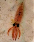 Alloteuthis media