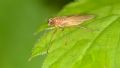 Lonchoptera bifurcata (cfr.)