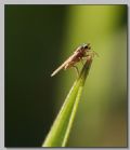 Lonchoptera sp.
