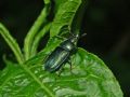 Platycerus caraboides