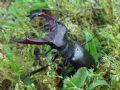 Lucanus cervus