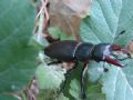 Lucanus cervus