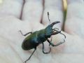 Lucanus cervus