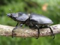 Lucanus cervus