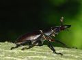 Lucanus tetraodon