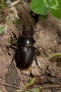 Lucanus tetraodon