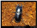 Dorcus musimon