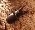 Lucanus cervus