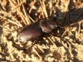 Lucanus tetraodon