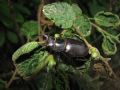 Lucanus tetraodon