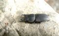 Dorcus parallelipipedus