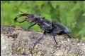 Lucanus cervus