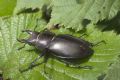 Lucanus tetraodon