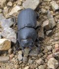 Dorcus parallelipipedus