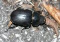 Lucanus cervus