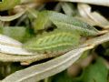 Callophrys rubi