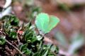 Callophrys rubi