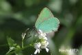 Callophrys rubi