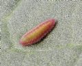Lycaena phlaeas