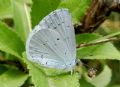 Celastrina argiolus