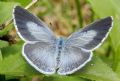 Celastrina argiolus