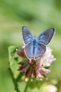 Cyaniris semiargus