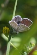 Cupido (Everes) alcetas