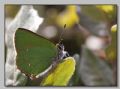 Callophrys rubi