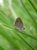 Cyaniris semiargus