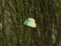 Callophrys rubi