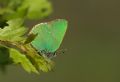 Callophrys rubi