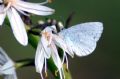 Celastrina argiolus