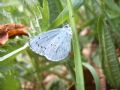 Celastrina argiolus