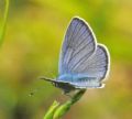 Cyaniris semiargus