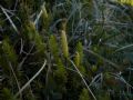 Lycopodium annotinum