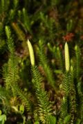 Lycopodium annotinum
