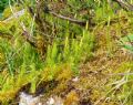 Lycopodium annotinum