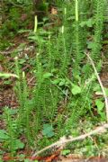 Lycopodium annotinum