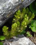 Huperzia selago