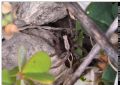 Alopecosa albofasciata