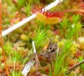 Pardosa sp.