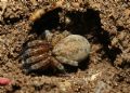 Trochosa sp.