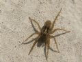 Pardosa sp.