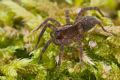 Trochosa sp.