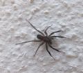 Trabea paradoxa
