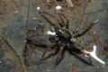 Arctosa sp.