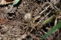Pardosa sp.