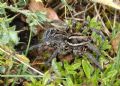 Lycosa sp.
