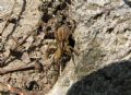Hogna radiata