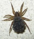 Trochosa sp.